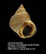 Littoraria fasciata (2)
